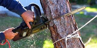 Professional Tree Removal and Landscaping Services in Crystal Lake, IL